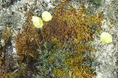 Papaver macounii discolor