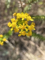 Euryops virgineus