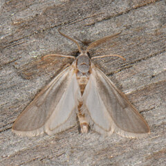 Acentria ephemerella