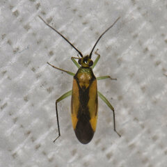 Orthotylus submarginatus