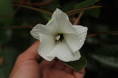 Trochetiopsis ebenus