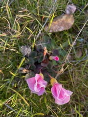 Oxalis purpurea