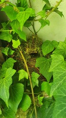 Troglodytes troglodytes