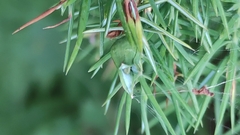 Oligotrophus juniperinus