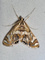 Margarosticha euprepialis