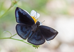 Anastrus neaeris
