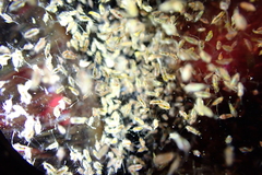 Calanidae