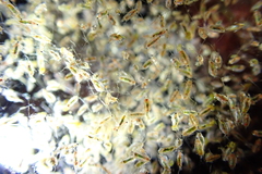 Calanidae