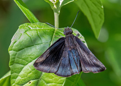 Anastrus neaeris