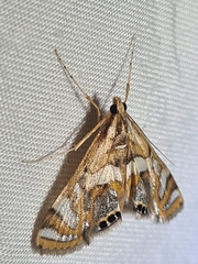 Margarosticha euprepialis