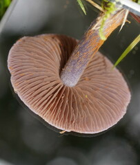 Thaxterogaster submagellanicus