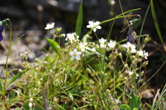 Minuartia pauciflora