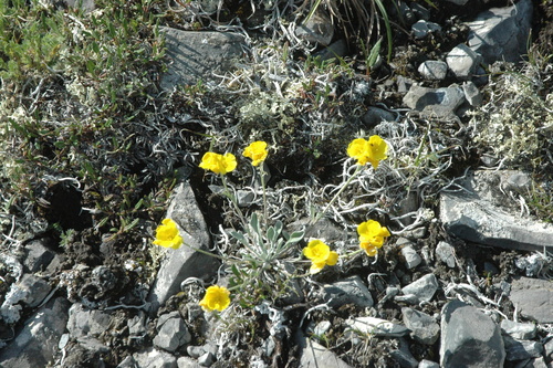 Image of Physaria calderi by (c) Syd Cannings, some rights reserved (CC BY)