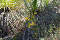 Acacia juncifolia