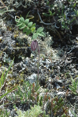 Silene uralensis