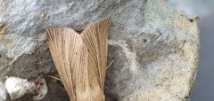Mythimna pallens