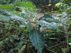 Impatiens niamniamensis
