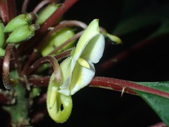 Impatiens niamniamensis