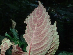 Impatiens niamniamensis