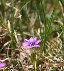 Gentiana laciniata