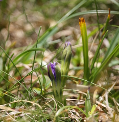 Gentiana laciniata