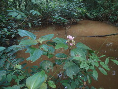 Dichaetanthera africana