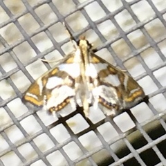 Chrysendeton medicinalis