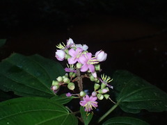 Dichaetanthera africana