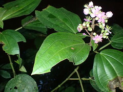 Dichaetanthera africana