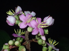 Dichaetanthera africana