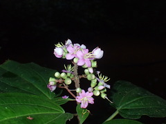 Dichaetanthera africana