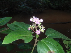 Dichaetanthera africana