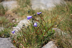 Campanula serrata