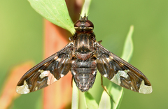 Exoprosopa decora