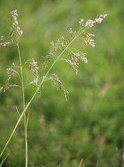 Festuca carpatica