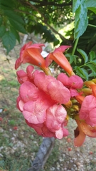 Campsis × tagliabuana