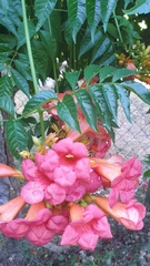 Campsis × tagliabuana