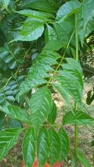Campsis × tagliabuana