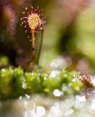 Drosera intermedia