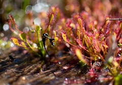 Drosera intermedia