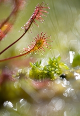 Drosera intermedia