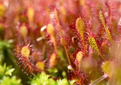 Drosera intermedia