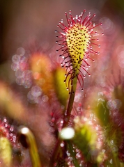 Drosera intermedia