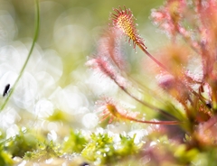 Drosera intermedia