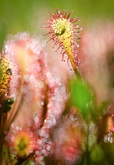 Drosera intermedia