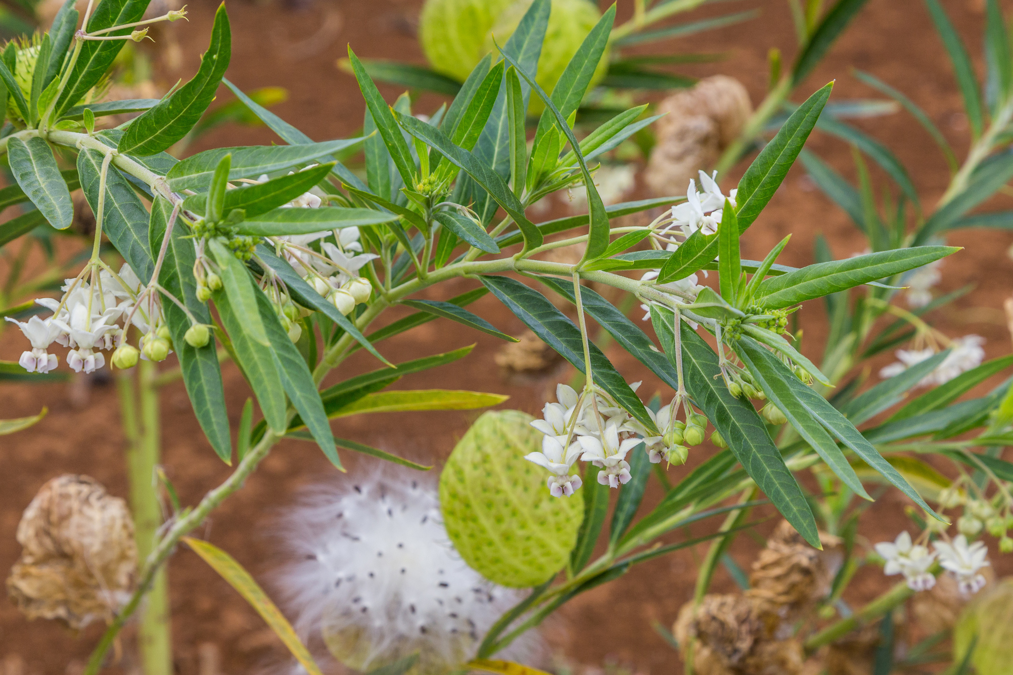 Gomphocarpus