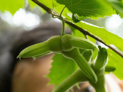 Corylus sieboldiana mandshurica