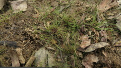 Eleocharis baldwinii