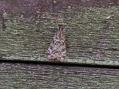 Eudonia truncicolella