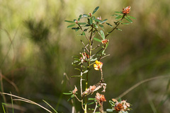 Pultenaea myrtoides